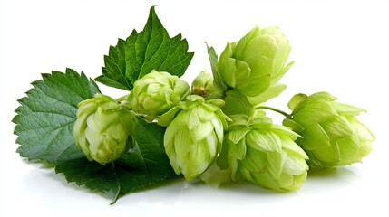 Fresh green hops with vibrant leaves, perfect for brewing beer and craft beverage designs