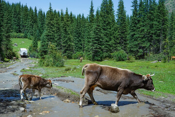 キルギス_カラコル-アラ・キョリ湖