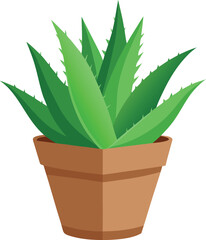Aloe vera plant in terracotta pot