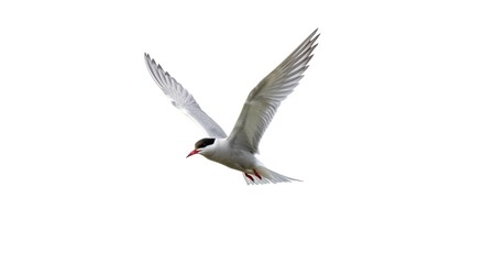 Obraz premium A tern in flight against a white background