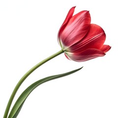 Single red tulip flower isolated on white background