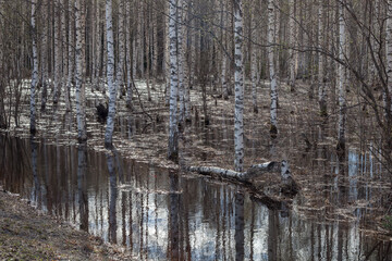 Flooded birch forest 