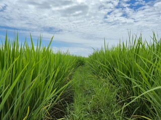 Obraz premium The green rice grains will soon be harvested.