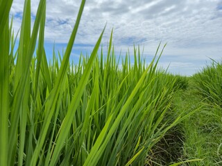 Obraz premium The green rice grains will soon be harvested.