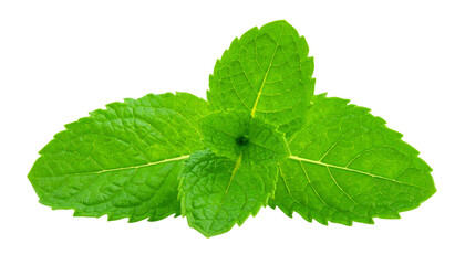 Collection of fresh green mint leaves, provided as a premium PNG cutout image, neatly isolated for ready-to-use design and creative projects.
