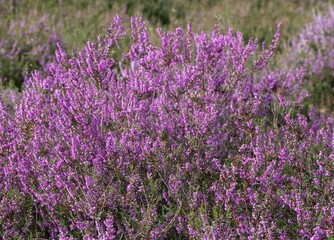 Purple Heather in Bloom