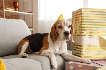 Cute Beagle dog with party hat celebrating birthday at home