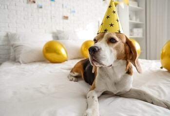 Cute Beagle dog with party hat in room decorated for birthday party