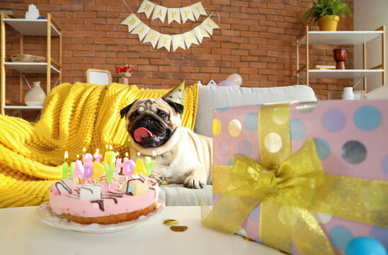 Cute pug dog with party hat celebrating birthday at home
