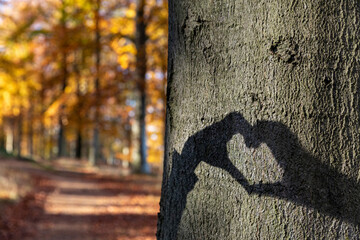 Heart shaped shadow on tree trunk in Cannock Chase woodland