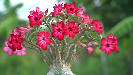 Close Up of Blooming Desert Rose Plant Displaying Vibrant Red Petals and Green Bokeh Background