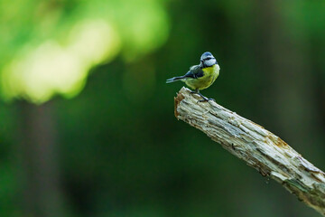 Cyanistes caeruleus blue tit perched on branch in green forest