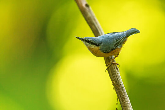 perched Eurasian nuthatch Sitta europaea bird on branch against green background