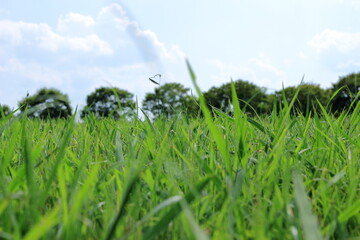 森の手前の広々とした夏の草むら