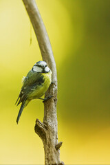 perched Eurasian blue tit Cyanistes caeruleus bird on branch yellow background
