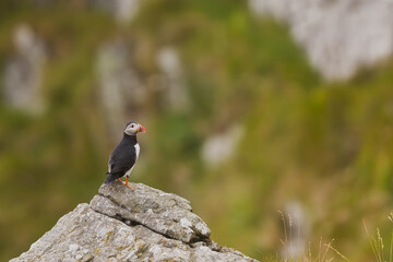 Atlantic Puffin (Fratercula arctica) standing proudly on rocky outcrop with soft green background, Norway