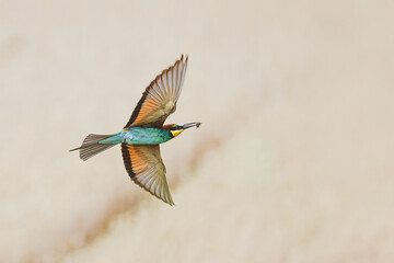 european bee eater Merops apiaster flying bird catching insect prey