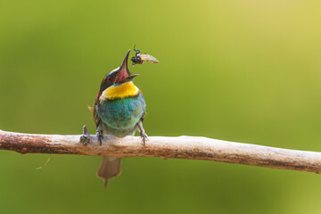 Merops apiaster European bee-eater tossing insect prey midair