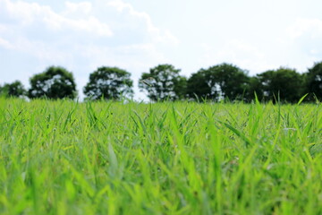 森の手前の広々とした夏の草むら