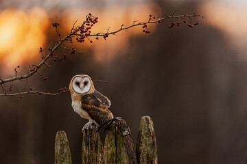 Barn Owl Tyto alba perched on wooden fence under red berry branch