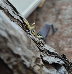 Close-up of a praying mantis with its characteristic antennae