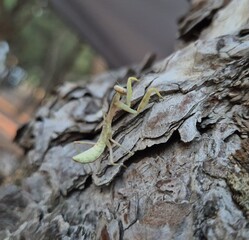 Close-up of a praying mantis with its characteristic antennae