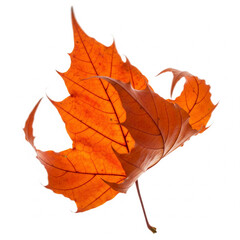 Obraz premium maple leaf isolated on white