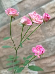 Close up of blooming pink roses on green stems against a soft blurred stone wall background capturing natural beauty freshness and delicate floral details