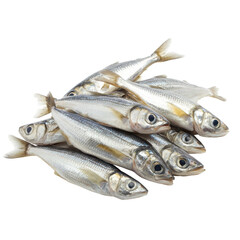 Fototapeta premium A group of fresh silver barb fish 