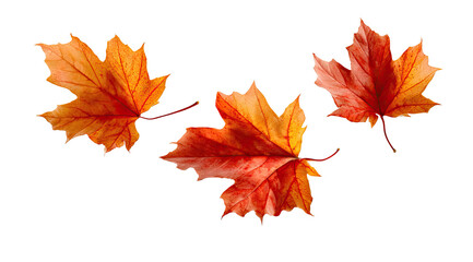 Three vibrant autumn maple leaves, orange and red, against a black background.  