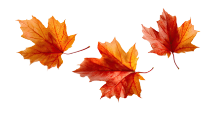Three vibrant autumn maple leaves, orange and red, against a black background.  