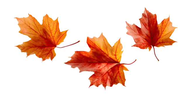 Three vibrant autumn maple leaves, orange and red, against a black background.  