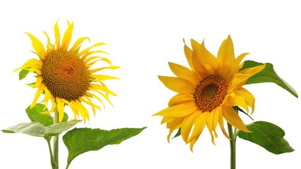 Bright sunflower collection isolated on white background, perfect for botanical design, floral patterns, invitations, summer decoration, and natural themed projects