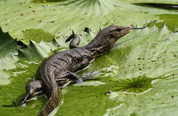 Asian monitor lizard walking on waterlily.	

