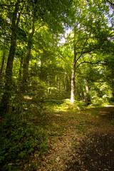 Sunlight filters through the canopy of a lush green forest, creating a dappled pattern on the forest floor