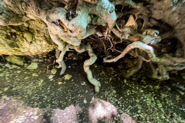 Tree roots sprawling over rocky ground, revealing complex botanical patterns emerging from dark...