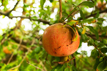 Ripe pomegranate fruit is suspended from a leafy green branch, surrounded by a vibrant garden atmosphere, showcasing the natural beauty and freshness of the fruit in its environment Close up