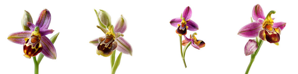 Beautiful purple orchids delicate floral arrangement on transparent background