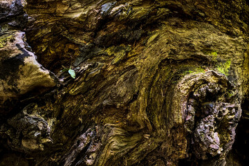 Detailed wood grain revealing weathered textures, moss colonizing surface, highlighting natural decay patterns in close-up perspective