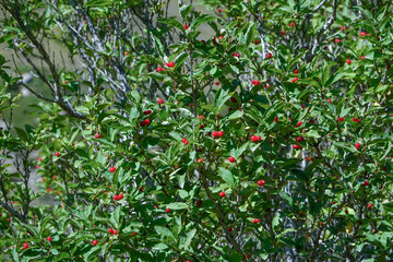 キルギス_アラアルチャ国立公園_Elektro Peak_高山植物