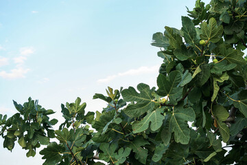 Lush green fig tree leaves are prominently displayed against a bright blue sky, with soft clouds creating a serene atmosphere, showcasing the beauty of nature and vibrant foliage Copy space