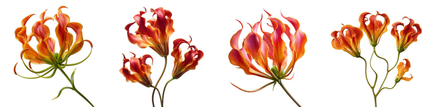 Gloriosa lily flowers vibrant orange pink petals elegant floral arrangement on transparent background