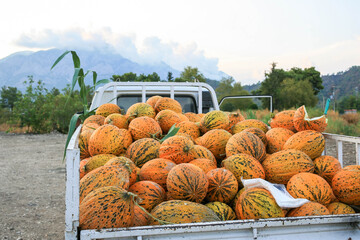 Harvested melons in vibrant orange hues fill the truck bed, set against a picturesque mountain landscape with lush greenery, showcasing the abundance of nature and agricultural bounty