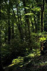 Sunlight filters through the dense canopy of a lush green forest, creating a dappled pattern of light and shadow on the forest floor