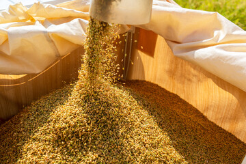 コンバインでの稲刈り風景	