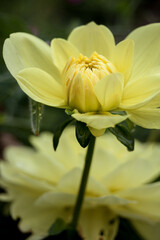 yellow dahlia flower
