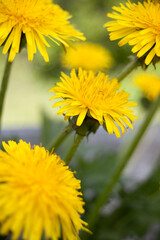 yellow dandelions in the grass