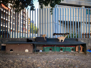 Stray cats lounging, wandering across cardboard shelters in gritty urban setting of Pescara,...