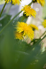 yellow dandelions on a green background