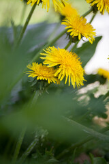dandelions in the grass